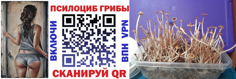 ОМГ ОМГ ССЫЛКА  Озёрск  Псилоцибиновые грибы Psilocybine cubensis 